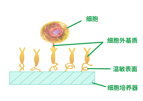 LCST 细胞图2.jpg 1642658654236029443.jpg